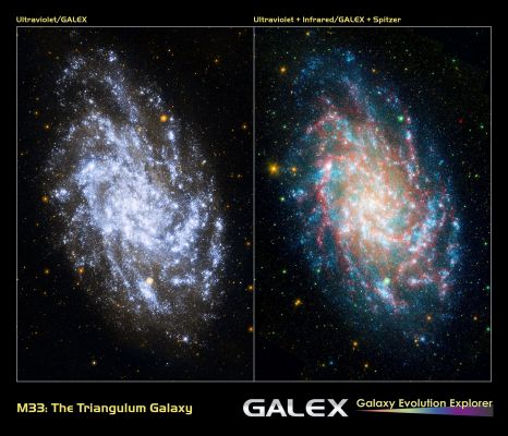 M 33 - The "Triangulum" Spiral Galaxy (a.k.a. NGC 598)
NASA's Galaxy Evolution Explorer Mission celebrates its sixth anniversary studying galaxies beyond our Milky Way through its sensitive UltraViolet telescope, the only such far-UltraViolet detector in space. 
The mission studies the shape, brightness, size and distance of distant galaxies across 10 BY of cosmic history, giving scientists a wealth of data to help us better understand the origins of the universe. One such object is pictured here, the galaxy NGC 598, more commonly known as M 33. 
The image shows a map of the recent star formation history of M 33. The bright blue and white areas are where star formation has been extremely active over the past few million years. The patches of yellow and gold are regions where star formation was more active 100 MY ago. 
In addition, the UltraViolet image shows the most massive young stars in M 33. These stars burn their large supply of Hydrogen fuel quickly, burning hot and bright while emitting most of their energy at UV wavelengths. Compared with low-mass stars like our Sun, which live for billions of years, these massive stars never reach old age, having a lifespan as short as a few million years. 

The California Institute of Technology, in Pasadena, Calif., leads the Galaxy Evolution Explorer Mission and is responsible for science operations and data analysis. NASA's Jet Propulsion Laboratory, also in Pasadena, manages the mission and built the science instrument. The mission was developed under NASA's Explorers Program managed by the Goddard Space Flight Center, Greenbelt, Md. South Korea and France are the mission's international partners.
Parole chiave: From Space Images - Galex Space Telescope