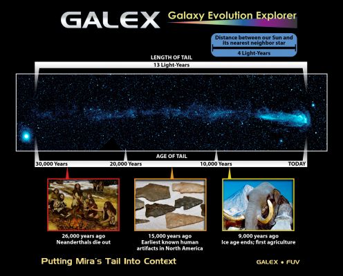 Mira soars through the Sky!
New ultraviolet images from NASA's Galaxy Evolution Explorer shows a speeding star that is leaving an enormous trail of "seeds" for new solar systems. The star, named Mira (pronounced my-rah) after the latin word for "wonderful," is shedding material that will be recycled into new stars, planets and possibly even life as it hurls through our galaxy. 

In figure 1, the upper panel shows Mira's full, comet-like tail as seen only in shorter, or "far" ultraviolet wavelengths, while the lower panel is a combined view showing both far and longer, or "near" ultraviolet wavelengths. The close-up picture at bottom gives a better look at Mira itself, which appears as a pinkish dot, and is moving from left to right in this view. Shed material appears in light blue. The dots in the picture are stars and distant galaxies. The large blue dot on the left side of the upper panel, and the large yellow dot in the lower panel, are both stars that are closer to us than Mira. 

The Galaxy Evolution Explorer discovered the strange tail during part of its routine survey of the entire sky at ultraviolet wavelengths. When astronomers first saw the picture, they were shocked because Mira has been studied for over 400 years yet nothing like this has ever been documented before. 

Mira's comet-like tail stretches a startling 13 light-years across the sky. For comparison, the nearest star to our sun, Proxima Centauri, is only about 4 light-years away. Mira's tail also tells a tale of its history -- the material making it up has been slowly blown off over time, with the oldest material at the end of the tail being released about 30,000 years ago (figure 2). 

Mira is a highly evolved, "red giant" star near the end of its life. Technically, it is called an asymptotic giant branch star. It is red in color and bloated; for example, if a red giant were to replace our sun, it would engulf everything out to the orbit of Mars. Our sun will mature into a red giant in about 5 billion years. 

Like other red giants, Mira will lose a large fraction of its mass in the form of gas and dust. In fact, Mira ejects the equivalent of the Earth's mass every 10 years. It has released enough material over the past 30,000 years to seed at least 3,000 Earth-sized planets or 9 Jupiter-sized ones. 

While most stars travel along together around the disk of our Milky Way, Mira is charging through it. Because Mira is not moving with the "pack," it is moving much faster relative to the ambient gas in our section of the Milky Way. It is zipping along at 130 kilometers per second, or 291,000 miles per hour, relative to this gas. 

Mira's breakneck speed together with its outflow of material are responsible for its unique glowing tail. Images from the Galaxy Evolution Explorer show a large build-up of gas, or bow shock, in front of the star, similar to water piling up in front of a speeding boat. Scientists now know that hot gas in this bow shock mixes with the cooler, hydrogen gas being shed from Mira, causing it to heat up as it swirls back into a turbulent wake. As the hydrogen gas loses energy, it fluoresces with ultraviolet light, which the Galaxy Evolution Explorer can detect. 

Mira, also known as Mira A, is not alone in its travels through space. It has a distant companion star called Mira B that is thought to be the burnt-out, dead core of a star, called a white dwarf. Mira A and B circle around each other slowly, making one orbit about every 500 years. Astronomers believe that Mira B has no effect on Mira's tail. 

Mira is also what's called a pulsating variable star. It dims and brightens by a factor of 1,500 every 332 days, and will become bright enough to see with the naked eye in mid-November 2007. Because it was the first variable star with a regular period ever discovered, other stars of this type are often referred to as "Miras." 

Mira is located 350 light-years from Earth in the constellation Cetus, otherwise known as the whale. Coincidentally, Mira and its "whale of a tail" can be found in the tail of the whale constellation. 

These images were between November 18 and December 15, 2006. 


Parole chiave: From Space Images - Galaxy Evolution Explorer (GALEX)