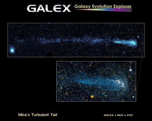 Mira: anatomy of a "Celestial Shooting Star"...
A close-up view of a star racing through space faster than a speeding bullet can be seen in this image from NASA's Galaxy Evolution Explorer. The star, called Mira (pronounced My-rah), is traveling at 130 kilometers per second, or 291,000 miles per hour. As it hurls along, it sheds material that will be recycled into new stars, planets and possibly even life. 

In this image, Mira is moving from left to right. It is visible as the pinkish dot in the bulb shape at right. The yellow dot below is a foreground star. Mira is traveling so fast that it's creating a bow shock, or build-up of gas, in front of it, as can be seen here at right. 

Like a boat traveling through water, a bow shock forms ahead of the star in the direction of its motion. Gas in the bow shock is heated and then mixes with the cool hydrogen gas in the wind that is blowing off Mira. This heated hydrogen gas then flows around behind the star, forming a wake. 

Why is the wake of material glowing? When the hydrogen gas is heated, it transitions into a higher-energy state, which then loses energy by emitting ultraviolet light - a process called fluorescence. The Galaxy Evolution Explorer has special instruments that can detect this ultraviolet light. 

A similar fluorescence process is responsible for the Northern Lights -- a glowing, green aurora that can be seen from northern latitudes. However, in that case nitrogen and oxygen gas are fluorescing with visible light. 

Streams and a loop of material can also be seen coming off Mira. Astronomers are still investigating what these streams are, but they suspect that they are denser parts of Mira's wind perhaps flowing out of the star's poles. 

This image consists of data captured by both the far- and near-ultraviolet detectors on the Galaxy Evolution Explorer between November 18 and December 15, 2006. It has a total exposure time of about 3 hours. 


Parole chiave: From Space Images - Galaxy Evolution Explorer (GALEX)