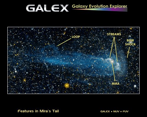 Mira: anatomy of a "Celestial Shooting Star"...
A close-up view of a star racing through space faster than a speeding bullet can be seen in this image from NASA's Galaxy Evolution Explorer. The star, called Mira (pronounced My-rah), is traveling at 130 kilometers per second, or 291,000 miles per hour. As it hurls along, it sheds material that will be recycled into new stars, planets and possibly even life. 

In this image, Mira is moving from left to right. It is visible as the pinkish dot in the bulb shape at right. The yellow dot below is a foreground star. Mira is traveling so fast that it's creating a bow shock, or build-up of gas, in front of it, as can be seen here at right. 

Like a boat traveling through water, a bow shock forms ahead of the star in the direction of its motion. Gas in the bow shock is heated and then mixes with the cool hydrogen gas in the wind that is blowing off Mira. This heated hydrogen gas then flows around behind the star, forming a wake. 

Why is the wake of material glowing? When the hydrogen gas is heated, it transitions into a higher-energy state, which then loses energy by emitting ultraviolet light - a process called fluorescence. The Galaxy Evolution Explorer has special instruments that can detect this ultraviolet light. 

A similar fluorescence process is responsible for the Northern Lights -- a glowing, green aurora that can be seen from northern latitudes. However, in that case nitrogen and oxygen gas are fluorescing with visible light. 

Streams and a loop of material can also be seen coming off Mira. Astronomers are still investigating what these streams are, but they suspect that they are denser parts of Mira's wind perhaps flowing out of the star's poles. 

This image consists of data captured by both the far- and near-ultraviolet detectors on the Galaxy Evolution Explorer between November 18 and December 15, 2006. It has a total exposure time of about 3 hours. 


Parole chiave: From Space Images - Galaxy Evolution Explorer (GALEX)