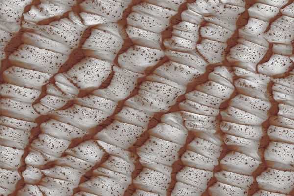 North Polar Dunes (Natural Colors; credits for the additional process. and color.: Dr Paolo C. Fienga - Lunexit Team)
Caption NASA:"What causes the black dots on dunes on Mars? As spring dawned on the Northern Hemisphere of Mars in 2004, dunes of sand near the Poles begin to defrost. Thinner regions of ice typically thaw first revealing sand whose darkness soaks in sunlight and accelerates the thaw. 
The process might involve sandy jets exploding through the thinning ice. By Summer, the spots expanded to encompass the entire dunes that were then completely thawed and dark. The carbon dioxide and water ice actually sublime in the thin atmosphere directly to gas. Taken in mid-July, the above image shows a field of spotted polar dunes spanning about 3 Km near the Martian North Pole. 
Today, the future of Mars Rovers Spirit and Opportunity remains unknown windy dust storms continue to starve them of needed sunlight".
Parole chiave: Mars from orbit - North Polar Dunes