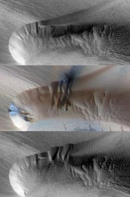 Seasonal Changes in a Dune of the North Polar Erg
Three images of the same location taken at different times on Mars show seasonal activity causing Sand Avalanches and Ripple changes on a Martian Dune. Time sequence of the images progresses from top to bottom. Each image covers an area of 285 meters (312 yards) by 140 meters (153 yards). The Crest of a Dune curves across the upper and left portions of the image.

The High Resolution Imaging Science Experiment (HiRISE) camera on NASA's Mars Reconnaissance Orbiter took these images. The site is at about 84° North Latitude and 233° East Longitude, in a vast Region of Dunes at the Edge of Mars' North Polar Ice Cap. The area is covered by Carbon-Dioxide (CO2) Ice in Winter but is Ice-free in Summer. The top and bottom images show part of one Dune about one Mars Year apart, at a time of the year when all the Seasonal Ice has disappeared: in late Spring of one year (top) and early Summer of the following year (bottom). The middle image is from the second year's mid-Spring, when the Region was still covered by Seasonal CO2 Ice.

Spring evaporation of the Seasonal Layer of Ice is manifested as Dark Streaks of fine particles carried to the top of the Ice Layer by escaping gas. The bottom of the Ice Layer, in contact with the Dark Ground, warms faster than the top of the Ice does in the Spring. Carbon-Dioxide gas produced by the thawing (----> disgelo) of the bottom Ice is temporarily trapped under the top Ice. 
As the Ice evaporates from the bottom, flow of gas under the Ice destabilizes the Sand on the Dune, thus causing the Sand itself to avalanche down the Dune "Slipface". 

A before-and-after comparison of the Dune shows new Alcoves and extension of the Debris Apron on the Slipface of the Dune caused by descending Grains of Sand. New Wind Ripples appear on the Debris Apron.

The top image is a portion of the HiRISE observation catalogued as PSP_008867_2640, taken on June 17, 2008.
The middle image is a portion of the HiRISE observation catalogued as ESP_016779_2640, taken on Feb. 23, 2010.
The bottom image is a portion of the HiRISE observation catalogued as ESP_018427_2640, taken on July 2, 2010.
Parole chiave: Mars from orbit - Northern Dunes