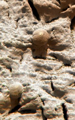 Berries... - Sol 29 (Superdefinition; credits: Dr M. Faccin)
nessun commento
Parole chiave: Martian Surface - Orange Berries and White Soil