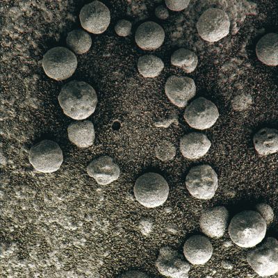 Just "Little Round Rocks"? - Sol 46 (Superdefinition + MULTISPECTRUM; credits: Dr G. Barca & Lunexit)
Osservate attentamente la regione centrale di questo frame splendidamente processato in Super-Definizione dal Dr Barca: lo vedete il "forellino" nel soffice suolo di Meridiani, in prossimità del margine Sx (per l'Osservatore) dell'area delimitata da una sorta di "catena" di Berries? Ebbene, la "prova matematica" ci è impossibile offrirla (per evidenti motivi di Logica, Buon Senso e Prudenza), però a noi pare che quanto si vede in questo quadro sia un indizio piuttosto chiaro e convincente del fatto che, in qualche modo, alcuni "Berries" vengano rimossi dal RA del Rover. 
Non "schiacciati" (come invece accade allorchè viene usato lo Spettrometro Mossbauer) nè "spinti via" (come avviene allorchè si fa uso della "spazzola lucida-rocce" di cui il RA - Robotic Arm - è munito): RIMOSSI. E rimossi anche con grande cura: osservate infatti come sono ben netti e puliti i bordi del forellino che, un tempo, doveva costituire la "culla naturale" del Berry!
E se pensate che il mini-berry possa essere stato spazzato via da una folata di vento, permetteteci di dire che siete fuori strada: una folata di vento la quale fosse stata capace di "estrarre" dal suolo e quindi "spazzar via" un Martian Berry, avrebbe lasciato delle tracce al suolo assolutamente inconfondibili (ad es. delle mini "wind-tails" per gli altri Berries che si vedono nel frame ed una ovvia "sbavatura" del forellino la quale ci avrebbe indicato la direzione del vento - es.: se la sbavatura/sbuffo fosse stata orientata verso Est (Dx del quadro), allora avremmo potuto dedurre che il vento stava soffiando da Ovest; etc.). Tracce che, come ci pare evidente, NON CI SONO (e se ci sono, allora - scusateci - proprio NON SI VEDONO).

Conclusioni (interlocutorie): ma come fa il RA del Rover a "prelevare" dei Martian Berries dal suolo senza danneggiarli e senza disturbare le aree circostanti? E che cosa succede ai Berries prelevati? E se non si tratta di azioni meccaniche poste in essere dal RA del Rover, allora che cosa dobbiamo pensare che accade ai Berries i quali - come più volte osservato - di quando in quando sembrano muoversi? E' solo questione di correnti radenti o ci potrebbe essere dell'altro? I Martian Berries sono dei semplici "Minerali"? Ma ne siamo davvero certi al 100%?

Domande, domande, domande...
Parole chiave: Microscopic Imager - Berries - Controversial