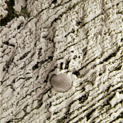 Seeing the Light! - Sol 142 (Superdefinition; credits: Dr G. Barca)
La "capocchia" di un Fungo Marziano sta sbucando da una roccia stratificata e ricca, nei suoi interstizi, di "polveri" (o di "terriccio"?!?) verdastre...Vizio di processing (e dunque errore di Lunexit) o - e finalmente! - uno "sprazzo di Verità"?

Decidete Voi... Noi possiamo solo dire che il Lavoro del Dr Barca, anche in questo caso, è stato semplicemente fantastico!
Parole chiave: Microscopic Imager - Recent "Berry" with greenish Soil - Controversial