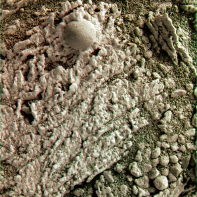 A fresh "Mushroom" with fresh "Moss" - Sol 144 (Superdefinition; credits: Dr G. Barca)
nessun commento
Parole chiave: Microscopic Imager - Recent "Berry" with greenish Soil - Controversial