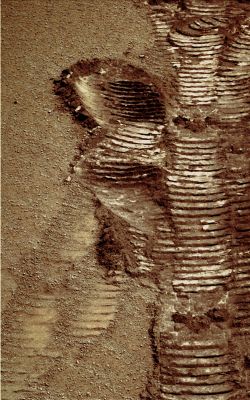 Rover Tracks (1) - Sol 1643 (natural colors; credits: Dr G. Barca)
nessun commento
Parole chiave: Martian Surface - Rover Tracks and Berries