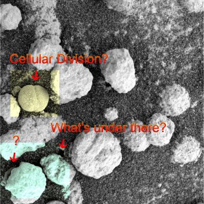 Something like Life? - Sol 199 (credits: Dr M. Faccin)
Le "provocazioni" sono una cosa, le "riflessioni informate" un'altra. Da questo frame, elaborato in Superdefinizione dal nostro eccezionale Dr Marco Faccin, emergono almeno tre grandi quesiti e, con essi, tre immensi dubbi.
Eccoli: 

1) CELLULAR DIVISION: di ipotesi sulla possibile matrice Biologica (o Bio-Magnetica) dei Martian Berries si è già detto e, all'interno del nostro Gruppo di Lavoro, in molti (quasi tutti a dire il vero...) ne sono convinti. In questo dettaglio stiamo assistendo ad un esempio di "Divisione Cellulare" in chiave Marziana? Osservate e giudicate Voi stessi, please...

2) WHAT'S UNDER THERE? I Martian Berries (o "Frutti di Bosco Marziani", secondo alcuni Ricercatori - e questa è anche la posizione "Ufficiale" di Lunexit), "emergono" dal sottosuolo di Marte. 
Durante questa "emersione", essi marcano la loro "ascesa" lasciandosi dietro dettagli tipo "piccoli buchi", "sabbie lamellari lacerate" e, forse, le ormai famose "Clessidre Marziane", individuate già 3 anni fa dal bravissimo Ing. Pullini (che salutiamo caramente). 
In questo frame evidenziamo un piccolo foro che è CHIARAMENTE INDICE del fatto che, poco al di sotto della superficie di Marte, esiste/dovrebbe esistere (forse non in maniera uniforme, ma certo in ampie sezioni del sottosuolo Marziano) una sorta di "Intercapedine Naturale". 
Gli scopi e l'effettiva struttura di questa "Intercapedine", sono ancora un (vero) Mistero.

3) il particolare evidenziato dal "?" indica una mini-struttura stratificata oppure la presenza, al di sotto della sferula irregolare che giace nell'angolo inferiore Sx, di un "qualcosa" che, a sua volta, sta emergendo?

ANNOTAZIONI: se queste nostre riflessioni venissero lette da qualche "Integralista Scientifico" (tipo i Geni che lavorano nel e per il famigerato "CICAP"), probabilmente - anzi: sicuramente - verremmo messi alla berlina, sbeffeggiati e trattati da appestati ("Incompetenti e Mitomani" per definizione).
Si, lo sappiamo, ma la cosa - sebbene non ci faccia piacere - non ci disturba neppure quel più di tanto.
Tutti coloro che stanno compiendo insieme a noi questo Viaggio (che, su Internet, sta per celebrare i suoi 4 anni) sanno benissimo che la Scienza "dà" tanto, ma NON DA' TUTTO. 
E ciò vuol dire che Essa è ESSENZIALE, ma NON E' ABBASTANZA. Occorre anche qualcosa d'altro e di più.

Edgar Alla Poe, nel suo celebre "Eureka", individuò questo "di più" nella capacità dell'Uomo di andare attraverso ed oltre la Scienza e le sue "dimostrazioni sperimentali" mediante l'Intuizione. 
Ma attenzione: Egli non disse mai che l'Intuizione "da sola" era sufficiente! 
Egli disse (o meglio: suggerì, umilmente e silenziosamente...) che se l'Intuizione da sola non basta, una Scienza che agisca SOLO sperimentalmente e SENZA il supporto dell'Umana Capacità di Intuire (ergo la Capacità di "vedere oltre, anche in difetto di verifiche sperimentali") NON E' DETTO CHE PORTI A CONCLUSIONI ESATTE, anzi!...

Noi, qui, a Lunar Explorer Italia, Vi offriamo OGNI GIORNO degli spunti per riflettere, poichè è dalla Riflessione (unita alla Conoscenza ed all'Intuizione) che si può giungere a quella che noi chiamiamo Opinione/Speculazione Informata.
Forse non sarà la Verità (forse...), ma noi crediamo che vi sia molta più Utilità in una ben supportata Opinione/Speculazione Informata, piuttosto che nelle Sacre Teorizzazioni Iper-Positive e, come ovvio, "Scientifically Correct", che ci vengono propinate, travestite da "Verità Acclarate", da coloro i quali pensano che la Scienza, per essere davvero tale, debba NECESSARIAMENTE provenire da una Cattedra Universitaria o da uno Scienziato "quotato" e "pubblicizzato".

I Vostri commenti saranno apprezzati.
Parole chiave: Microscopic Imager - Berries - Controversial