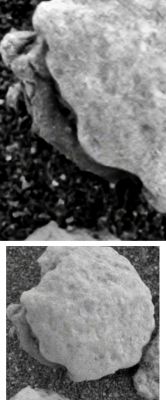 The Opening - Sol 199 (an Image-Mosaic by Elisabetta Bonora - Lunexit Team)
Per la NASA è, come ovvio, "solamente" un Martian Berry dalla forma curiosa; ma la sua simmetria e la sua incredibile somiglianza con una conchiglia bivalve di Terrestre memoria (con tanto di "inquilino"...) è troppo forte per ignorare il tutto e passare oltre, non credete?!?...

I Vostri commenti, as usual, saranno apprezzati.
Parole chiave: Microscopic Imager - Meridiani Planum Surface - Berries - Highly Controversial