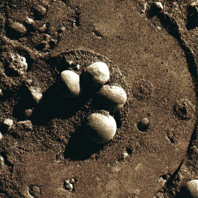 The "Mark" on the Berries - Sol 235 (Superdefinition + MULTISPECTRUM; credits: Dr G. Barca & Lunexit)
nessun commento
Parole chiave: Microscopic Imager - Berries