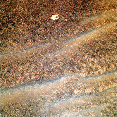 The "nuances" of Meridiani... - Sol 323 (Saturated Natural Colors; credits for the additional process. and color.: Dr G. Barca - Lunexit Team)
nessun commento
Parole chiave: Martian Surface - Sands and Berries