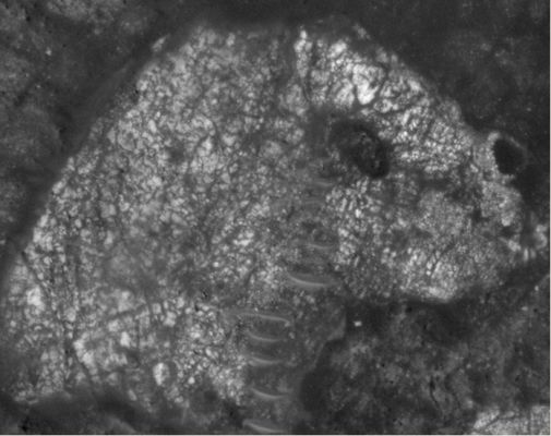 Unusual Surface Features in Mawrth Vallis: the "Worm-like Dunes" (EDM - credits for the additional process.: Dr Gianluigi Barca - Lunexit Team)
nessun commento
Parole chiave: Mars from orbit - Mawrth Vallis - Controversial Feature - The "Worm-like Dunes"