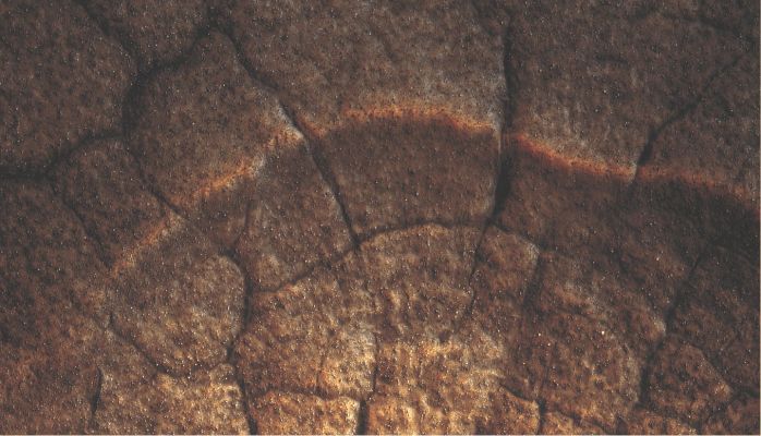 Scallops and Polygons in the Utopia Planitia Region (extra-detail mgnf - MULTISPECTRUM; credits: Lunexit)
Several cracks cut through the side of the scallops suggesting that they must be at least as deep as the scallops. The polygons may have been present previous to the erosion of the mantle.

The landforms we observe here most likely show that ice-rich permafrost is present or has been present geologically recently. At this latitude on Mars, the conditions of pressure and temperature allow water ice within the ground to sublime. 
The disappearance of the ice component of the ground probably leads to the formation of the depressions, a process that may still be active today.
Parole chiave: Mars from orbit - Utopia Planitia Region