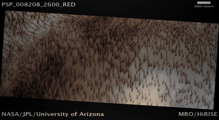 Awakening Dunes... (MULTISPECTRUM; credits: Lunexit)
This image captures unusual arrow-shaped sand dunes in the north polar Olympia Undae region that may have been formed by changing winds. The dark patches and streaks show sand that has begun escaping from a blanket of seasonal frost.

Many of the typical types of Martian dunes are similar to common dunes on Earth. Transverse dunes have gentle upwind slopes and steep lee sides that are perpendicular to the wind direction. Barchans are crescent-shaped dunes with a gentle upwind slope and steep lee with horns. Other common dunes on Earth and Mars are seif dunes that form sinuous parallel ridges with bi-directional winds forming the slip-faces.

The dune types in this image transition from transverse in the south through tight chains of barchans, to the strange, elongated dunes in the north. These elongated dunes appear to be modified barchans with two slip-faces and asymmetric horns. The drawn out limbs and remnant slip-faces were apparently produced by variations in the wind direction. The winds that created the transverse dunes blow from a single easterly direction, while the modified barchans are shaped by winds from an easterly-northeasterly direction. The elongated horns align parallel to northeasterly winds. These wind variations could be caused by local topography.

Two factors likely contribute to the unique morphology of these dunes. First, the southern horns defrost sooner than the northern horns because they receive sunlight more directly. This enables material to move more easily on their southern side. Second, the changing wind directions may be reorienting the dunes. One idea is that the barchans’ southern horns are being blown downwind into linear (seif-like) dunes, with sinuous crests and steep flanks. Another possible explanation is that they are drifts of sand (lee dunes) that form in the lee of an obstacle. The frozen barchans might act as obstacles to the wind, allowing loose sand to accumulate in their lee. In either case, the interaction between the sand, wind, and seasonal frost sculpts the dunes to their unusual, arrow-like appearance.


Parole chiave: Mars from orbit - North Polar Region - Defrosting Dunes
