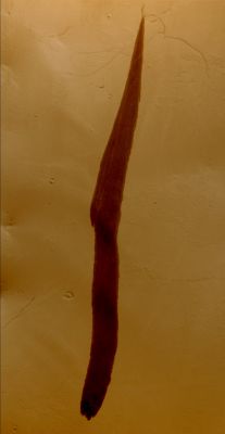 Relatively Recent Slope Streak started from a Dust Devil (edm - natural colors; credits: Lunexit)
nessun commento
Parole chiave: Mars from orbit - Slope Streaks