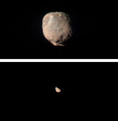 CRISM Views Phobos and Deimos
These 2 images taken by the Compact Reconnaissance Imaging Spectrometer for Mars (CRISM) show Mars' 2 small moons, Phobos and Deimos, as seen from the MRO's low orbit around Mars. Both images were taken while the spacecraft was over Mars' night side, with the spacecraft turned off its normal nadir-viewing geometry to glimpse the moons. The image of Phobos, shown at the top, was taken at 01:19 UTC on October 23, 2007 (19:19 EDT on Oct. 22), and shows features as small as 400 mt (1320 feet) across. The image of Deimos, shown at the bottom, was taken at 20:16 UTC (00:16 EDT) on June 7, 2007, and shows features as small as 1,3 Km (0,8 miles) across. 
Both CRISM images were taken in 544 colors covering 0.36-3.92 micrometers and are displayed at twice the size in the original data for viewing purposes. 
Phobos and Deimos are about 21 and 12 Km (13,0 and 7,5 miles) in diameter and orbit Mars with periods of 7 hours, 39,2 minutes and 1 day, 6 hours, 17,9 minutes respectively. Because Phobos orbits Mars in a shorter time than Mars' 24 hour, 37.4-minute rotational period, to an observer on Mars' surface it would appear to rise in the West and set in the East. From Mars' surface, Phobos appears about one-third the diameter of the Moon from Earth, whereas Deimos appears as a bright star. The moons were discovered in 1877 by the astronomer Asaph Hall, and as satellites of a planet named for the Roman God of War, they were named for Greek mythological figures that personify fear and terror.
The first spacecraft measurements of Phobos and Deimos, from the Mariner 9 and Viking Orbiter spacecraft, showed that both moons have dark surfaces reflecting only 5 to 7% of the sunlight that falls on them. The first reconstruction of the moons' spectrum of reflected sunlight was a difficult compilation from 3 different instruments, and appeared to show a flat, grayish spectrum resembling carbonaceous chondrite meteorites. Carbonaceous chondrites are primitive carbon-containing materials thought to originate in the outer part of the Asteroid Belt. This led to a commonly held view among planetary scientists that Mars' moons are primitive asteroids captured into Martian orbit early in the Planet's history. More recent measurements have shown that the moons are in fact relatively red in their color, and resemble even more primitive D-type asteroids in the outer Solar System. 
Those ultra-primitive bodies are also thought to contain carbon as well as water ice, but to have experienced even less geochemical processing than many carbonaceous chondrites. 
The version of the CRISM images shown here were constructed by displaying 0.90, 0.70, and 0.50 micrometer wavelengths in the red, green, and blue image planes. This is a broader range of colors than is visible to the human eye, but it accentuates color differences. Both moons are shown with colors scaled in the same way. 
Deimos is red-colored like most of Phobos. However, Phobos' surface contains a second material, grayer-colored ejecta from a 9-Km (5,6-mile) diameter crater. 
This crater, called Stickney, is located at the upper left limb of Phobos and the grayer-colored ejecta extends toward the lower right.

These CRISM measurements are the first spectral measurements to resolve the disk of Deimos, and the first of this part of Phobos to cover the full wavelength range needed to assess the presence of iron-, water-, and carbon-containing minerals.
Parole chiave: Mars' Moons - Phobos and Deimos
