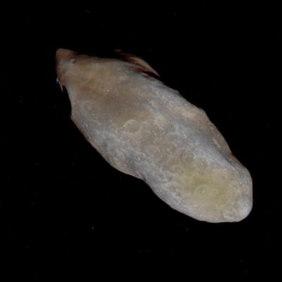 Prometheus adrift... (possible True Colors; credits: Dr M. Faccin - Lunexit Team)
nessun commento
Parole chiave: Saturn's Moon - Prometheus