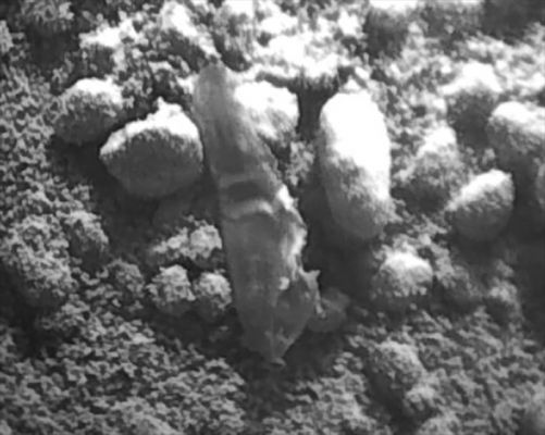 Unusually-looking bright Object near Curiosity - Sol 62 (EDM; credits for the research and the additional process.: Elisabetta Bonora and Marco Faccin/Lunar Explorer Italia/Italian Planetary Foundation)
Il team di Curiosity ha deciso di riprendere le attività di analisi dei campioni del suolo marziano, giudicando innocuo il misterioso oggetto brillante trovato in prossimità del Rover. Dopo un paio di giorni di stop per verificare la natura dell'intruso, partiranno nuovamente le operazioni con la paletta. L'oggetto notato durante le prime attività di raccolta di campioni di suolo marziano, è stato fotografato per la prima volta dalla MastCam del Rover nel Sol 61. Probabilmente di natura metallica vista la sua lucentezza, fin dall'inizio si è supposto che appartenesse a Curiosity e non fosse di Natura Marziana.
Le elaborazioni sulle immagini della ChemCam del sol 62, hanno permesso di evidenziarne diversi dettagli e caratteristiche: è sicuramente qualcosa di materiale plastico. Il team, pur non essendo riuscito ad indentificare con precisione la provenienza del frammento ritiene possa essere la parte di un involucro di plastica, come ad esempio un tubicino usato a copertura di filo. 
Come avevamo supposto, l'origine del piccolo oggetto potrebbe essere ricollegata alla fase di atterraggio di Curiosity: in particolare, potrebbe appartenere allo stadio di discesa del Mars Science Laboratory (Sky Crane) e, finito sul Rover, sarebbe caduto al suolo proprio a seguito delle operazioni con il braccio robotico di questi giorni.
Il campione di suolo marziano, raccolto durante il Sol 61, è rimasto in queste ore nella paletta di Curiosity: adesso che la situazione è stata opportunamente valutata e il frammento ritenuto non preoccupante, anche se non identificato, si procederà con l'utilizzo del primo scoop.
Per il sol 63, Curiosity effettuerà anche misurazioni meteo ed ambientali con la stazione di monitoraggio Environmental Monitoring Station (REMS), inoltre sono pianificati una collezione di scatti con la MastCam del rover durante le prime ore dell'alba del sol successivo.
Nel sol 64 è previsto lo spostamento del campione nel meccanismo di vagliatura e porzionatura, dove verrà fatto vibrare con forza per pulire le superfici. Questo campione verrà poi scartato, così come il secondo; mentre i successivi prelevati da Rocknest verranno effettivamente analizzati.
Le indagini sul misterioso oggetto continueranno tra un scoop e l'altro.

(Credits: Elisabetta Bonora and Marco Faccin - Alive Universe Images)
Parole chiave: Martian SUrface - Unusually-looking Object - Gale Crater