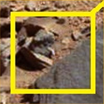 Martian "Snake" at Gale? - Sol 528 (White Balanced - EDM - Credits: NASA/JPL-Caltech/MSSS; credits for the Research: Ciro Casizzone/a.k.a. "Cicas65"/LXTT/IPF)
Dal nostro Senior Partner Ciro Casizzone (alias "Cicas65") un dettaglio controverso colto dal Rover Curiosity all'interno del Cratere Gale, mentre si accingeva a superare una larga - ma non troppo alta - duna. 
Guardate attentamente: già la roccia inquadrata, in sé, è strana parecchio (per configurazione estreriore, la quale mi porta a supporre una sua eventuale "natura mista"), ma qulla specie di "verme" (o "serpentello") di un bel color bianco, decisamente lungo e palesemente flessuoso, Vi pare anch'esso un qualcosa di "roccioso"?!? 
La "Creatura" - se creatura è, ed apparentemente io, assumendomene le responsabilità, direi proprio di si - si sta estendendo, partendo dal terreno retrostante al macigno, sul macigno e, nel contempo, proietta una netta ombra scura su di esso. Illusione ottica? Vista l'ombra, direi proprio di NO!

OTIIMO Cicas! ed ora, i commenti a Voi!...

p.s.: se guardate con ESTREMA attenzione la parte anteriore dell'Anomalia (la cui colorazione, per altro, NON è uniforme), potreste anche riuscire a scorgere due incavi frontali, ai quali potrebbero corrispondere le orbite degli occhi della "Creatura"...
Parole chiave: Martian Surface - Extremely Controversial Surface Feature - The Snake