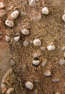 Pebbles in the "wet" (?) Martian Sand... - Sol 1008 (True Colors; credits: Dr M. Faccin)
Un altro SPLENDIDO Lavoro del Dr Faccin, che ci porta - a nostro parere - ancora un pò più vicini alla realtà di Marte. Una realtà che, per innumerevoli motivi e colpe (anche nostre, ovviamente), se ne sta ancora "sotto la sabbia" del Pianeta più famoso del Sistema Solare... 

Ma, come vedete bene in questo frame, piano-piano, stiamo "smuovendo" quella sabbia (ci viene da dire "palesemente umida"...) sotto la quale, forse, si cela una grandissima Sorpresa...

Comunque, diamo tempo al Tempo, et procedemus!...
Parole chiave: Microscopic Imager - Pebbles and Sand