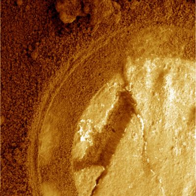 The texture of the "reef" (False Colors; credits: Lunexit)
Immagini ravvicinate e davvero difficili da commentare: la tessitura della roccia Marziana intaccata dalle dotazioni di Spirit (forse si intravede anche il "marchio" dello Spettrometro) denuncia la sua natura "umida" - anche se il Dr Feltri, probabilmente con ampia ragione, direbbe "fibrosa".
Al di sotto dello strato, ora più ed ora meno sottile di polveri arancio/rossastre e marroni, infatti, la superficie del Pianeta si mostra per quello che è: in questo caso, ad esempio, vediamo bene diversi strati di materiale (roccia?) molto fragile che, laddove pressato, si spacca così come farebbe una parete fabbricata con semplici sabbie compattate da azioni eoliche - ed intrise di ghiaccio - la quale venisse sottoposta a pressione localizzata.

Risultato? La parete di sabbia si "crepa" e, nei punti di frattura, ci permette di dare un'occhiata alla sua tessitura interna (frame precedente - "inside the crack"). Guardate bene...
Parole chiave: Microscopic Imager - Martian Soil - Controversial