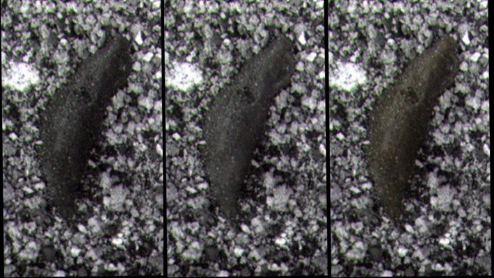 Rectangle? - Sol 1967 (Photo-mosaic; credits: Dr M. Faccin)
Sulla superficie di questo minuscolo rilievo Marziano ripreso dal Microscopic Imager del MER Spirit, si vede - diremmo con buona chiarezza - un rettangolo regolare di colore scuro (nero).
Già il rilievo in sè è "intrigante" - ricorda tanto una lumaca senza guscio... -, ma la presenza del segno rettangolare è una "chicca" veramente notevole (per la cui individuazione non possiamo fare altro che complimentarci con l'ottimo Marco!).

E' evidente che non si tratta (il "rettangolo" intendiamo) di un image-artifact, così come è pure evidente che un simile segno non può essere privo di significato (Biologico, Geologico e, perchè no?, Tecnologico).

Che cosa stiamo guardando?
Parole chiave: Microscopic Imager - Controversial