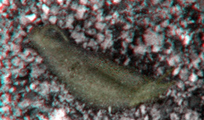 Possible Indigenous Lifeform? - Sol 1967 (High-Def-3D and Natural Colors; credits: Dr M. Faccin)
E' un qualche tipo di "Lumaca"? Is this some kind of "Snail"?

Questa immagine è per TUTTI i Lettori di Lunexit: per favore, quali che sìano le Vostre idee o teorie, diteci che cosa ne pensate. Grazie.

This frame is for ALL the Readers of Lunexit: please, whatever Your ideas or theories may be, tell us what you think about it. Thanks.
Parole chiave: Microscopic Imager - Extremely Controversial Feature - The "Snail"