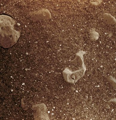 Up-Close and Personal... - Sol 1980 (Special Processing and Absolute Natural Colors; credits: Elisabetta Bonora - Lunexit Team)
nessun commento
Parole chiave: Microscopic Imager - Berries and Dust