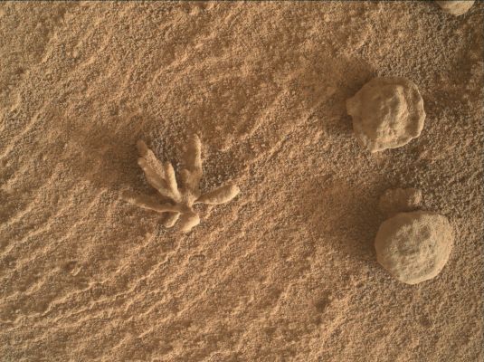 Martian Coral - Sol 3397
"...Il corallo è costituito da comunità di piccoli polipi che costruiscono, alla base del proprio corpo molle, uno scheletro di carbonato di calcio con funzione protettiva e di sostegno. I polipi crescono uno accanto all’altro, cosicché le secrezioni di calcare si fondono tra loro e si stratificano, arrivando a formare le barriere coralline, come quella australiana, la più estesa del mondo, che copre un’area di oltre 80 mila miglia quadrate. Con la morte dell’organismo, lo scheletro viene colonizzato da altri polipi.
In balia delle onde. Nei mari tropicali i polipi si moltiplicano dividendosi molte volte, aumentando così le dimensioni della colonia. In situazioni avverse (per esempio di sovrappopolamento) i polipi rilasciano in mare milioni di spermatozoi e uova in sincronia, durante l’alta marea. Accade a un solo uovo su dieci milioni d’essere fecondato: si origina una larva che, trasportata dalle correnti, va a fissarsi su una roccia dove si trasforma in polipo, e comincia a dividersi, dando origine a una nuova colonia...".

Sia dal "vivo", sia nel mio acquario marino, ho avuto la fortuna di vedere ed avere coralli "vivi" per oltre 12 anni. Quando l'acquario ha cominciato a perdere (la garanzia era di 10 anni...), ho donato i pesci e le piante acquatiche, ma ho tenuto due coralli, che ho fatto essiccare al Sole della mia terrazza (abitavo a Legnano). 
Li ho ancora ed uno dei due è IDENTICO a quanto vediamo in questa immagine, comprese le evidenti porosità e le "linee! latitudinali che ne caratterizzano lo sviluppo. 

Cosa dice la NASA di questo "oggetto"? Sarò sincero, come sempre: questa volta, di quello che dicono gli Scienziati di Pasadena, dell'ASU, dell'UoA ecc. non me ne importa assolutamente nulla. Siamo - praticamente - sul fondo di un lago asciutto che è durato, probabilmente, ere (forse un paio di miliardi di anni terrestri). Un lago "salato". Perché negare a tutti i costi l'eventualità (non abbiamo certezze, lo so) che la Vita su Marte fosse qualcosa di più, MOLTO più di "batteri"?!? 
Perché la "certezza" si deve esprimere (ed essere lodata e consacrata) solo negando un'eventualità la quale, visto anche il materiale che abbiamo raccolto in vent'anni di lavoro, è tutt'altro che remota? 
E' sempre la solita storia dell'"Uomo" come "centro" (dell'Universo)? 

Ma per favore, guardiamoci attorno e cominciamo a "vedere" che cosa "l'Uomo" è realmente, e cosa la sua "Scienza" è davvero, prima di osannare la Divina Razza Umana e la Dea Scienza. Basta accendere la televisione un quarto d'ora per capire cosa l'essere umano (iniziali rigorosamente minuscole) è. 

Certo, abbiamo avuto ed abbiamo delle eccezioni, ma se guardo (e vedo) la "pittura globale", mi viene la pelle d'oca. Scusatemi la divagazione.
Parole chiave: Martian Surface - possible Anomaly