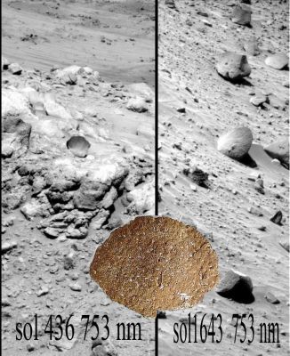 Martian Corals? (comparison: Sol 436 and Sol 1643 - credits: Dr M. Faccin)
"...Le colonie coralline costituiscono i più vecchi organismi animali esistenti al mondo: la loro longevità, infatti, supera di gran lunga quella delle tartarughe - alcune delle quali possono vivono oltre 210 anni -, o di alcune specie di vongole - che possono vivere più di 400 anni. 
Secondo gli esperti del NOAA, poi, alcune colonie coralline potrebbero essere vecchie di molte centinaia - se non di migliaia! - di anni.

I coralli appartengono tutti alla classe Anthozoa e sono divisi in due sottoclassi, individuate a seconda del numero di tentacoli, della linea di simmetria e della tipologia di esoscheletro; il corallo "ermatipico", ad esempio (con scheletro carbonatico e che vive in simbiosi con le zooxanthellae, le quali gli forniscono nutrimento), per sopravvivere ha bisogno non solo di "acqua", ma anche di luce. (...)

Questa simbiosi (al pari di molte altre) si fonda sul mutuo scambio di sostanze tra simbionte (alga) ed ospite (antozoo). La simbiosi in questione è di estremo e attuale interesse, soprattutto in relazione ai fenomeni di sbiancamento dei coralli, che si ritiengono dovuti ad un aumento della temperatura, in conseguenza dell'effetto serra. (...) 
La Zooxanthella è un genere di alga unicellulare, che vive tipicamente in simbiosi con alcune specie di coralli. Negli strati superficiali dei mari caldi, le zooxanthellae si sviluppanono assorbendo il CO2 liberato dai coralli e, in cambio, esse forniscono diverse sostanze nutrienti al loro ospite..."

Pochi elementi "intriganti" e qualche riflessione: E SE le pseudo-rocce di Marte fossero dei "coralli" (fossili)?!? E SE questi "coralli" non fossero esattamente fossili?!?... Immaginazione, certo, ma dietro queste Fantasie - credeteci - ci sono delle riflessioni molto razionali.

Ma ne parleremo in futuro, su TruePlanets.
Parole chiave: Martian Surface - Coral-like Feature
