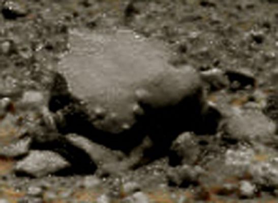 Bubble Rock - Sol 534
L'occhio del Grande Dr Barca colpisce ancora: questa volta si tratta di una roccia che, sulla sua (apparentemente) liscia superficie, presenta una serie di "bolle" che, nel loro insieme, disegnano una sorta di "V". Ora, per favore, tralasciate la "V" e concentrateVi sulle "bolle": che cosa sono/potrebbero essere?

A nostro avviso si tratta, ragionando in termini assolutamente razionali e pragmatici, dell'evidenza fisica di alcune minuscole sacche contenenti gas il quale, allorchè la roccia si è formata, si è dilatato abbastanza da creare questi "bozzi" (e deformare la roccia), ma non a sufficienza per fuoriuscire dalla "trappola" in cui esso era rimasto imprigionato. Se il gas fosse riuscito a "sfondare" il muro che lo separava dall'esterno, allora ci saremmo trovati davanti ad un tipico "vesicular basalt" (o "basalto vescicolare"), il quale è caratterizzato - superficialmente - dalla presenza di innumerevoli "vescicole scoppiate" le quali, ad un'attenta osservazione, lo rendono visivamente MOLTO SIMILE al corallo.

In questo caso, dunque, siamo davanti ad una roccia ignea (di presumibile origine vulcanica), le cui fattezze sono senza dubbio bizzarre, ma piuttosto comuni nel Bacino di Gusev.

Complimenti, ancora una volta, al Dr Barca per la vista e lo spunto!
Parole chiave: Martian Surface - "Bubble Rock"
