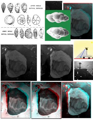 Something was in there... (a photo-composite by Drr M. Faccin e Gualtiero La Fratta)
Dall'intuizione e correlativa Scoperta del nostro Marco Faccin (datata metà/fine Marzo 2009), alla successiva integrazione dell'Amico e Partner, Dr Gualtiero La Fratta (a.k.a.: "Walthari"), un fotomosaico che ci mostra la comparazione fra i Terrestri protozoi ameboidi marini detti "Foraminiferi" (di dimensioni, quando va bene, prossime o di poco superiori al millimetro), e la loro - possibile - "Versione Marziana", di dimensioni modeste, ma comunque enormemente maggiori rispetto all'organismo terrestre.

Questa "Scoperta", quando verrà confermata, consegnerà qualche Scienziato alla Storia (Nobel incluso). 

Beh, dimenticandoci il Nobel (che non ci serve per fare BENE il nostro Lavoro), a noi farebbe comunque MOLTO piacere che "la Storia" almeno si ricordasse di noi che, a questa idea/ipotesi, siamo arrivati con largo anticipo rispetto a chiunque altro sul nostro Pianeta (se non altro "ufficialmente").

E poi, tanto per levarci un "sassolino" dalla scarpa, ci teniamo a dire che se nelle trasmissioni tipo "Quark" (tanto decantata ed imitata) et similia, anzichè ripetere le solite scemenze pseudo-divulgative, si andasse anche a guardare un pò il Lavoro che fanno i Private Researchers (come noialtri), probabilmente si farebbe molta più Cultura e molto meno "Science-gossip"...

Ma che parliamo a fare? Non è forse di ieri o ieri l'altro (17 e 18 Agosto 2009) la notizia di due Scienziati Italiani i quali, per fare una (potenziale e possibile) Grande Scoperta, se ne sono dovuti andare dal "Bel Paese", imprecando dietro il nepotismo che ne governa ogni struttura, Privata e Pubblica (Atenei inclusi)??? 

Che tristezza e che squallore...
Parole chiave: Martian Surface - Extremely Controversial Surface Feature