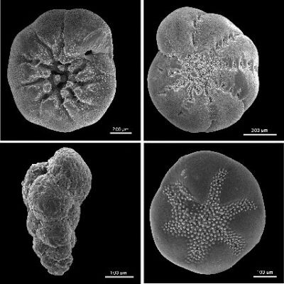 The "Foraminifera"
I Foraminiferi (Foraminifera) sono protozoi ameboidi eucarioti eterotrofi marini, sia bentonici sia planctonici. 

Abitano tutti gli ambienti marini, dall’intertidale al batiale. Comparvero nel Cambriano e successivamente (durante tutto il Periodo Fanerozoico) invasero l'intero l’ambiente marino, adattandosi a molti modi di vita.
La loro cellula è protetta e rivestita esternamente da un guscio, spesso mineralizzato, che può raggiungere dimensioni eccezionali per un organismo unicellulare (fino a 11-14 cm di diametro). 

La presenza di parti mineralizzate consente ai gusci dei foraminiferi di fossilizzare con relativa facilità nelle rocce sedimentarie di origine marina.

I foraminiferi si possono suddividere a seconda dell'ambiente di vita in:

Foraminiferi planctonici: di dimensioni intorno ai 100 micrometri. 
Foraminiferi bentonici: di dimensioni che possono variare dai 100 micrometri al millimetro. 
Tra i bentonici abbiamo un'ulteriore suddivisione: epifaunali, che possono essere sessili, oppure vagili attraverso l’uso di pseudopodi (estensioni temporanee del citoplasma); oppure infaunali, che vivono entro il substrato.

I Foraminiferi hanno attualmente ampia diffusione negli oceani, con taxa viventi nelle più diverse condizioni ambientali (temperatura, profondità, tipo di fondale ecc.). 
In alcune aree geografiche ed intervalli geologici, i loro gusci si sono accumulati in quantità tale da formare imponenti spessori di rocce, assumendo importanza litogenetica. Anche attualmente, i sedimenti che si depongono in molte aree oceaniche sono formati da gusci di Foraminiferi, associati a Nannofossili calcarei e/o Radiolari.

Gli studi ecologici hanno dimostrato inoltre anche l'importante ruolo dei Foraminiferi negli ecosistemi marini, come parte della meiofauna e come una consistente fonte di cibo per molti altri organismi. Per questi motivi, ed in particolare per il loro ampio record fossile e l'importanza litogenetica, rappresentano uno dei gruppi di microfossili con le più ampie applicazioni agli studi geologici.

Le analisi biostratigrafiche si avvalgono, in sedimenti formatisi in acque marine poco profonde, di biozone basate sui grandi Foraminiferi bentonici, quali le Fusuline per il Carbonifero e Permiano, Orbitoline per il Cretaceo, Alveoline ed Orbitoidi per il Cretaceo e Paleogene, Nummulitidi per il Paleogene. In sedimenti pelagici, dal Cretaceo fino al Pleistocene, vengono utilizzate biozonazioni estremamente dettagliate basate sui Foraminiferi planctonici.

Altri esempi di applicazioni dei Foraminiferi sono lo studio delle variazioni climatiche, utilizzando le oscillazioni nelle frequenze di specie di acque calde o fredde, la stima delle paleotemperature, basata su analisi isotopiche dei gusci, le ricostruzioni del percorso ed intensità delle paleocorrenti, le ipotesi sulla profondità di sedimentazione delle rocce, basate sulle associazioni bentoniche tipiche di differenti zone batimetriche.

Fra le applicazioni più recenti, che escono dal campo prettamente micropaleontologico, vi è l'uso dei Foraminiferi per studi su ambienti attuali (aree marine protette, aree inquinate o in risanamento ecc.), in cui alcune specie bentoniche, molto sensibili alle variazioni di temperatura, quantità di nutrienti, ossigenazione ecc., possono dare rapide informazioni sullo stato di "salute" dell'ambiente.

Nota Lunexit: le somiglianze, fisiche, somatiche e concettuali, tra questi "Foraminiferi" e le (alcune) "Pseudo-rocce Marziane" sono, a nostro parere, incredibili e potenzialmente sconvolgenti. Leggete, osservate, confrontate e pensateci sopra...

Parole chiave: Terrestrial LifeForms