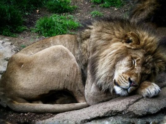 Just leave me alone...
"...You thought the lion was sleeping just because he didn’t roar?..."

Friedrich Schiller
Parole chiave: True Earth Images