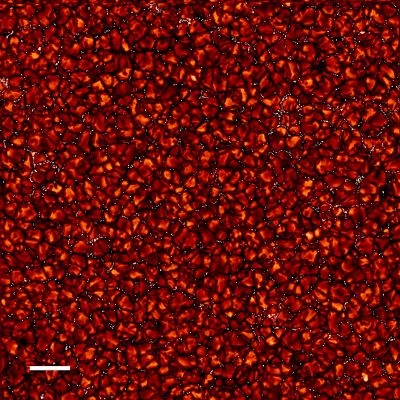 The "Texture" of the Sun
Up close, the Solar Surface is a striking patch work of "granules" in this very High Resolution picture of the quiet Sun. Caused by convection, the granules are hot, rising columns of plasma edged by dark lanes of cooler, descending plasma. But the HR view reveals that the dark lanes are dotted with many small, contrasting bright points. Constantly present on the Solar Surface, the bright points do not seem to be related to Sunspots that come and go with the Magnetic Solar Cycle. 
Nonetheless, the bright points are regions of concentrated Magnetic Fields and are bright because the magnetic pressure opens a window to hotter deeper layers below the Photosphere. For scale, the white bar at the lower left corresponds to approx. 5000 Km across the Sun's Surface. 
The sharp, narrow-band image was recorded in September, 2007 using the Swedish Solar Telescope on the astronomical island of La Palma.
Parole chiave: From Earth Images - Swedish Solar Telescope