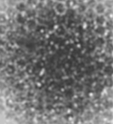 The "Polygonal" Surface of Titan (GIF-Movie; credits: Dr A. Feltri)
Purtroppo (ed ormai da tempo) il Dr Feltri ha smesso di scrivere sulle pagine di Lunar Explorer Italia e quindi, per illustrare in modo adeguato questo (straordinario) GIF-Movie, dovremmo provare ad interpretare le sue missive e quindi riassumere il suo pensiero: un'opera improba, ahinoi!...

Comunque sia, osservate attentamente questo montaggio di immagini rappresentative del suolo presente al di sotto della Sonda Huygens: che cosa notate in particolare? Il dettaglio è talmente evidente che non dovremmo neppure esplicitarlo ma...lo facciamo lo stesso: la texture della superficie di Titano è rappresentata da una sorta di maglia reticolare, in cui ogni reticolo ha una forma perfettamente esagonale (ATTENZIONE: potrebbe anche trattarsi di una banalissima maglia metallica di protezione del vano in cui è posizionata la fotocamera, ma non abbiamo elementi a supporto di una tale, pur logica, ipotesi). 

I movimenti ed i cambi di albedo che vedete nel filmato potrebbero indicare una regolare "pulsazione" del suolo (se vogliamo essere ultra-esotici), oppure potrebbero essere indici del passaggio, su di esso, di una leggera corrente d'aria e/o di un fluido.

Il greto del torrente su cui Huygens è discesa è - forse - solo parzialmente asciutto? Probabilmente si. Probabilmente, al di sotto della Sonda, ancora scorre qualcosa. Qualcosa che riflette ed amplifica - sia pure debolmente - le luci del paesaggio circostante.

Ma l'elemento essenziale del filmato, lo ripetiamo, è nella texture del suolo (ammettendo che non sia l'evidenza di una griglia di protezione della fotocamera): una specie di struttura ad alveare, costituita da un materiale che ci appare (evidentemente) traslucido e che - forse - ha una matrice cristallina (se non altro in parte).

La teorizzazione del Dr Feltri è troppo articolata e complessa per essere riassunta in una caption di questo tipo e quindi ci fermiamo qui, invitando il nostro Amico Alessio a scrivere qualcosa al riguardo, se vuole. 
Qualcosa che, se scritta, verrà certamente pubblicata nella seconda parte di "Oltre la Nebbia": la nostra (piccola) monografia su Titano, di prossima uscita su TruePlanets.

E se invece il bravissimo Dr Feltri non scriverà nulla, allora proveremo noi a dire qualcosa su questa "evidenza visiva" relativa all'esistenza di un qualche tipo di processo (biochimico? Biomagnetico? O forse un Tertium Genus?!?) il quale, attualmente in corso sulla Luna Nebbiosa, è talmente straordinario da meritare TUTTA LA NOSTRA ATTENZIONE!

Ed ora, se volete, attendiamo i Vostri commenti...
Parole chiave: Saturn's Moon - Titan - Surface