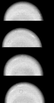 Uranus Cloud Movement
Time-lapse Voyager 2 images of Uranus show the movement of 2 small, bright, streaky clouds - the first such features ever seen on the Planet. The clouds were detected in this series of orange-filtered images taken Jan. 14, 1986, over a 4.6-hour interval (from top to bottom). At the time, the spacecraft was about 12,9 MKM (about 8 MMs) from the Planet, whose pole of rotation is near the center of each disk. Uranus, which is tipped on its side with respect to the other planets, is rotating in a counterclockwise direction, as are the 2 clouds seen here as bright streaks. 
(The occasional donut-shaped features that show up are shadows cast by dust in the camera optics. The processing necessary to bring out the faint features on the Planet also brings out these camera blemishes.) The larger of the 2 clouds is at a latitude of 33°; the smaller cloud, seen faintly in the 3 lower images, lies at 26° (a lower latitude and hence closer to the limb). Their counterclockwise periods of rotation are 16.2 and 16.9 hours, respectively. This difference implies that the lower-latitude feature is lagging behind the higher-latitude feature at a speed of almost 100 meters per second (220 mph). Latitudinal bands are also visible in these images. The faint bands, more numerous now than in previous Voyager images from longer range, are concentric with the pole of rotation -- that is, they circle the planet in lines of constant latitude.
Parole chiave: Uranus
