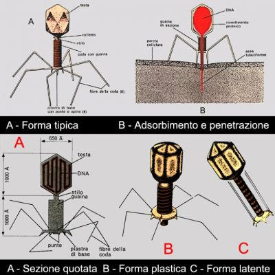 A slice of the Infinite beyond (2) - by Dr Alessio Feltri
LA SIRINGA DI DIO

Che i virus non siano una forma di vita è evidente per chiunque: tutti sanno che gli antibiotici sono inefficaci contro di loro, ma spesso il dato viene trascurato ed annega nel quotidiano accumulo di informazioni inutili che ci affligge. Tanti fraintendimenti hanno una ragione semantica precisa: se esiste un’infezione virale, i virus sicuramente si riprodurranno e quindi potremmo anche supporne plausibile un’evoluzione nel tempo, ma le cose non stanno esattamente così.

Ritorniamo invece all’analisi semantica e prendiamo ad esempio un’altra frase, proveniente dal mondo scientifico, ossessivamente ripetuta dagli ignari speakers del sistema radiotelevisivo: “Il timore è che il virus, ricombinandosi, possa infettare anche l’uomo”. La sostituzione di “evoluzione” con “ricombinazione” è tutt’altro che casuale ed attiene a tutti gli effetti all’infausta categoria dell’ipocrisia scientifica. Per chiarire meglio questi concetti prendiamo in esame uno dei primi virus ad essere stato studiato approfonditamente, il batteriofago T4.

 	
La nostra “macchinetta” T4, di cui a sinistra e a destra vedete due foto al microscopio elettronico, è bene evidenziata nello schema al centro. Abbiamo una “testa” icosaedrica, una “coda” inguainata in una spirale, delle fibre e delle punte alla base, che fanno assomigliare il T4 al modulo lunare della missione Apollo.

La testa o “capside” è un contenitore di DNA costituito da una guaina proteica. La forma, molto frequente anche in altri virus, non è casuale. L’icosaedro (20 facce identiche costituite di triangoli equilateri) è uno dei 5 solidi platonici ed ha la caratteristica di ottimizzare il volume del contenuto in rapporto alla superficie, e quindi alla quantità di materiale necessario per costruirlo.

La coda non è una coda, ma un miracolo di nanotecnologia, in quanto ha la capacità di contrarsi per iniettare nelle cellule il DNA stivato nel capside. Le fibre e le punte servono invece ad agganciare il virus alla parete della cellula, nella cosiddetta fase di “adsorbimento”.

E’ interessante notare (dettaglio C) come le fibre della coda siano ripiegate verso l’alto quando il virus è in latenza, altro mirabile esempio di ottimizzazione spaziale. Dal dettaglio A ricaviamo invece un altro elemento interessante. Il T4 misura complessivamente 2000x650 Angstrom e, se ricordiamo che la maggior parte degli atomi misura da 1 a 3 Angstrom di diametro, dobbiamo rilevare come i virus siano molto più piccoli delle forme di vita più piccole, visto che esistono virus batterici inferiori ai 200 Angstrom di diametro.

Ma torniamo alla spinosa questione della ricombinazione. Se il virus fosse una forma di vita, potremmo definirlo un parassita, visto che per riprodursi ha bisogno di cellule di altri organismi, ma il virus non è una forma di vita, per cui, una volta iniettato il genoma virale nella cellula ospite, il virus non “cresce”, ma “si costruisce”. I suoi elementi costitutivi vengono prodotti in vari punti della cellula e solo in seguito vengono assemblati a costituire il virus vero e proprio, come evidenziato dalla tavola seguente, sempre riferita al virus batterico T4.
Parole chiave: Virus