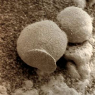 Unusually-looking "Martian Berries" (Absolute Natural Colors; credits for the additional process. and color.: Dr Paolo C. Fienga - Lunexit Team)
nessun commento
Parole chiave: Martian Surface - Berries