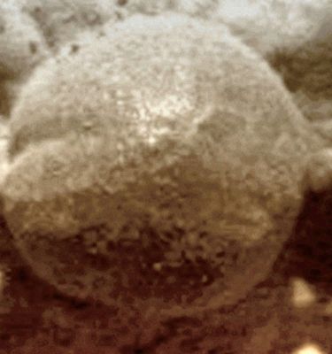 Is this a "Martian Mushroom"? (Absolute Natural Colors; credits for the additional process. and color.: Elisabetta Bonora and Paolo C. Fienga - Lunexit Team)
nessun commento
Parole chiave: Martian Surface - Berries