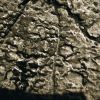 OPP-SOL556-1.jpg