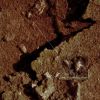 SOL177-MF-MicroscopicImager.jpg