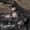 SOL351-1.JPG