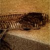 SOL612-GB-LXT.jpg